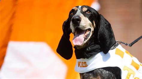 The Tennessee Mascot Dog Breed's Role in Recruitment and Student Engagement